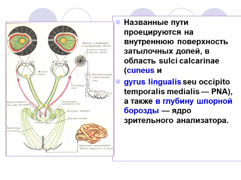 Названные пути проецируются на внутреннюю поверхность затылочных долей, в область sulci calcarinae (cuneus и